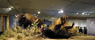 American bison. DRA.305.89