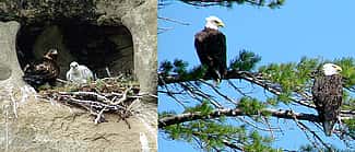 Golden Eagle in nest with chick and two Bald Eagles in a White Pine Tree.