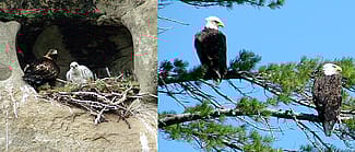 Golden Eagle in nest with chick and two Bald Eagles in a White Pine Tree.