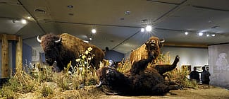 American bison. DRA.305.89