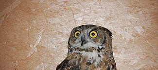 Great horned owl Teasdale shortly after arriving at his new home with the Draper Museum Raptor Experience.