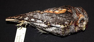 A Treasure from Our West: Flammulated owl specimen. DRA.304.404