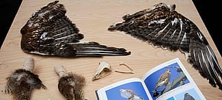 Ferruginous hawk. Scientific name: Buteo regalis. Received from U.S. Fish and Wildlife Service. NH.304.37