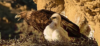 One parent and young nestling survey Rattlesnake Gulch, while a second nestling rests behind the parent. Moosejaw Bravo Photography.