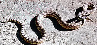 Bull snake. NPS photo.