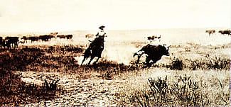 L.A. Huffman (1854 – 1931). Cutting Out a Steer, undated. MS 100 L.A. Huffman Collection.