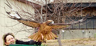 Isham the red-tailed hawk