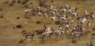 One of Greater Yellowstone's "most wide-ranging wildlife," the pronghorn. C.R. Preston photo.