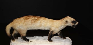 Black-footed ferret. DRA.305.100