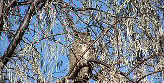 Great-horned Owl in a Russian Olive tree, eyes partially closed