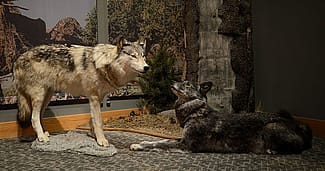 Treasures from Our West: Gray wolf taxidermy mounts. Gift of Lila D. Putman in Memory of Jack D. Putnam. DRA.305.181 and DRA.305.182