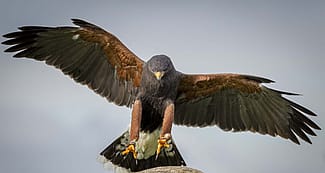 Harris Hawk About to Land On a Branch Perch. Phil Fiddes photo.
