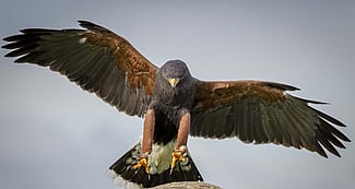 Harris Hawk About to Land On a Branch Perch. Phil Fiddes photo.