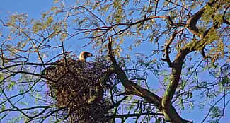White-backed Vulture in Stick Nest