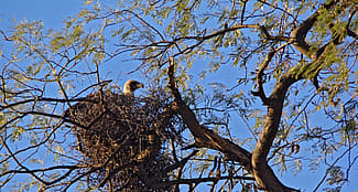 White-backed Vulture in Stick Nest