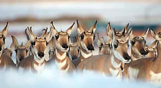 Pronghorn. Joe Riis image from 'Pronghorn Passage.'