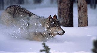 Wolf. NPS photo.