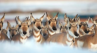 Pronghorn. Joe Riis image from 'Pronghorn Passage.'