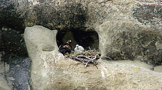 An adult Golden Eagle with one white chick tucked into a cliff nest near Cody, Wyoming.