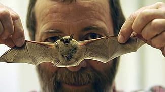 Philip McClinton and a California myotis rescued from the Center of the West in 2008. (detail)