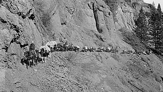 The makings of a true adventure? Max Wilde, a packstring like the one pictured, and a backcountry trail. Outfitter Les Bowman leads a packstring along Ishawooa Trail in 1953. MS 89 Jack Richard Collection. PN.89.105.20005.107