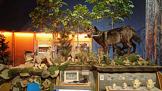 Draper, wolf exhibit