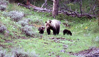 Bear 104 & cubs in the wild