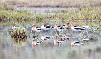 A line of American Avocet in Yellowstone National Park. Photo by Spencer Smith.