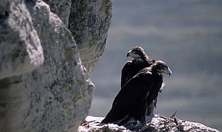Color slide by Gabby Barrus. Two young golden eagles in cliffside nest. Gabby Barrus Slide Collection. Gift of the Barrus Family, Marj, Mick, Jim and Page Barrus. SL.301.16.39