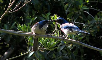 Two Scrub-jays side by side, with one feeding the other.