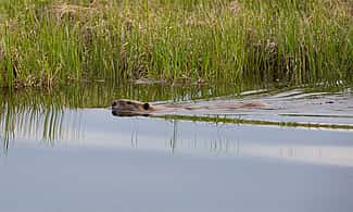 Beaver near Swan Lake, Yellowstone National Park. NPS photo by Neal Herbert.