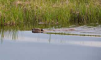 Beaver near Swan Lake, Yellowstone National Park. NPS photo by Neal Herbert.