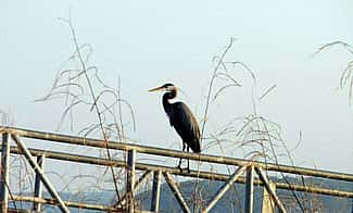Great Blue Heron in Oklahoma (detail)