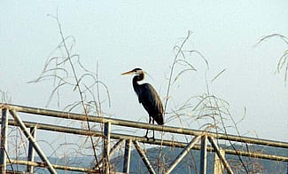 Great Blue Heron in Oklahoma (detail)