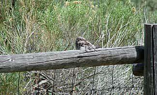 The coloring of the Common Nighthawk helps it blend in with its daytime roosting location.