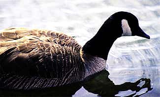 Canada goose. C.R. Preston photo.