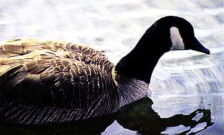 Canada goose. C.R. Preston photo.