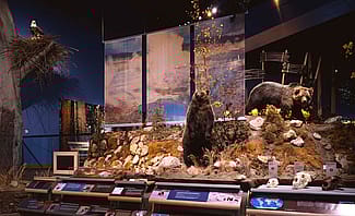 Grizzly bear exhibit, Draper Natural History Museum