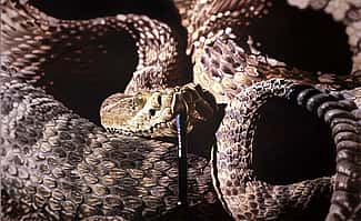Don Coen (b. 1935). Prairie Rattler, 1981 – 1982. Acrylic on canvas. Gift of The Alexander Bodini Foundation, in memory of Alexander Bodini. 10.11 (detail)