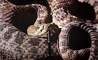 Don Coen (b. 1935). Prairie Rattler, 1981 – 1982. Acrylic on canvas. Gift of The Alexander Bodini Foundation, in memory of Alexander Bodini. 10.11 (detail)