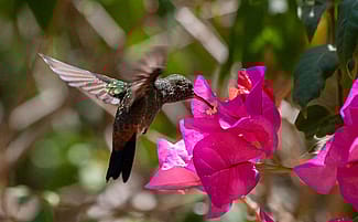 Humming Bird Feeding From a Flower