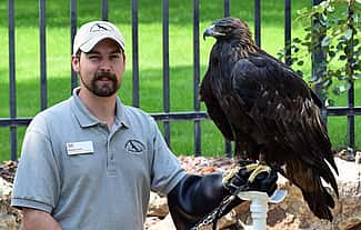 Brandon Lewis gray Draper Natural History Museum Raptor Experience shirt, with cap; golden eagle Kateri on glove.