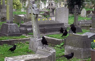A group-or "murder"-of crows in a cemetery.