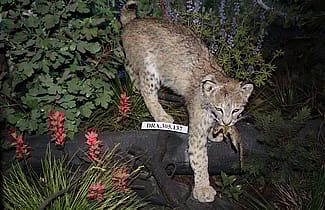 Bobcat specimen. DRA.305.137