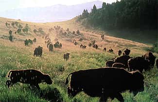 American Bison. Ken Blackbird photo, 1996.