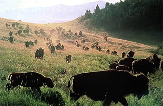 American Bison. Ken Blackbird photo, 1996.