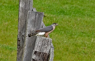 An Adult Cooper’s Hawk with a blue-gray back by Linda Tanner