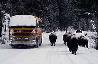 Winter in Yellowstone: ...a traffic jam?