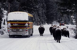Winter in Yellowstone: ...a traffic jam?