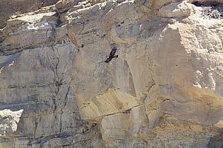 A golden eagle parent departs the nest after delivering food to two chicks.